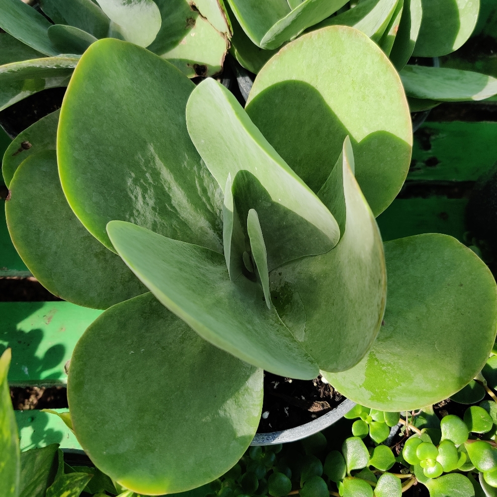 Meet your Posher, Brittney